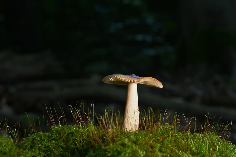 Dark TV Series Forest